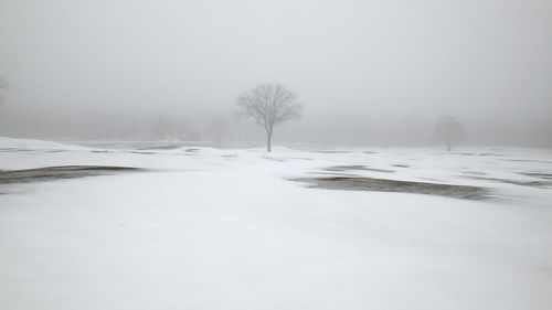 Trees on snow covered field against sky