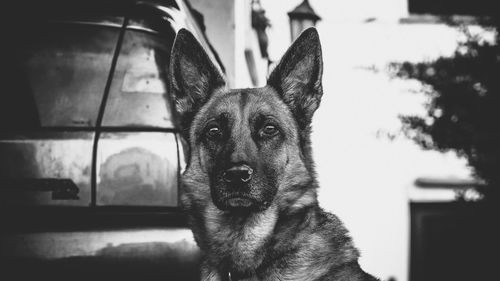 Close-up portrait of a dog