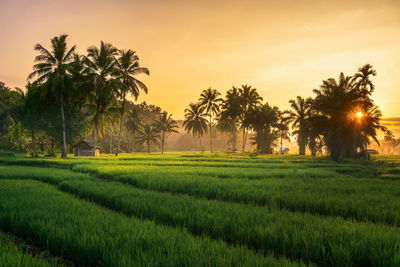 Scenic view of field against sky during sunset