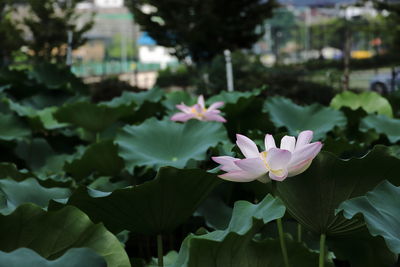 Close-up of pink water lily in pond