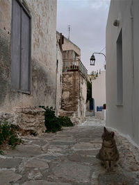 Cat on alley amidst buildings in city