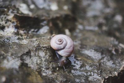 Close-up of snail on rough surface