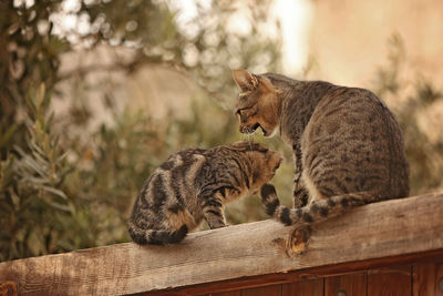 Two cats on wood