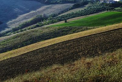 Scenic view of agricultural field