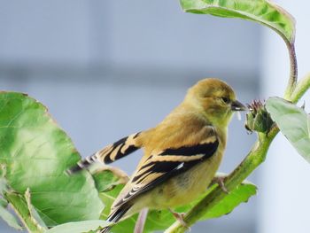 Close-up of bird perching on plant