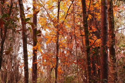 Trees in forest during autumn