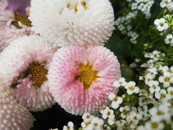 Close-up of flowers blooming outdoors