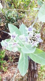 Close-up of flower growing on tree