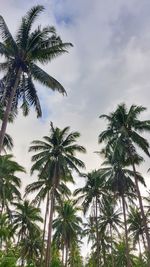 Low angle view of palm trees against sky