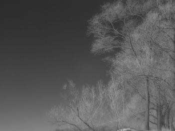 Low angle view of bare trees against sky at night