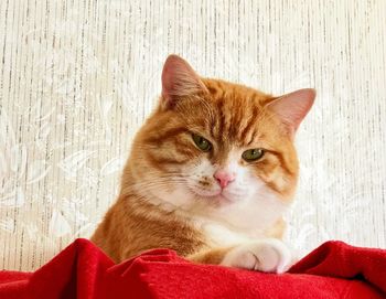 Close-up portrait of cat sitting