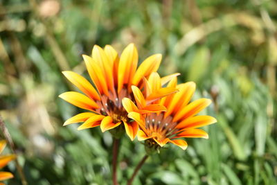 Close-up of orange flower