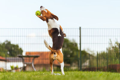 Dog running on field