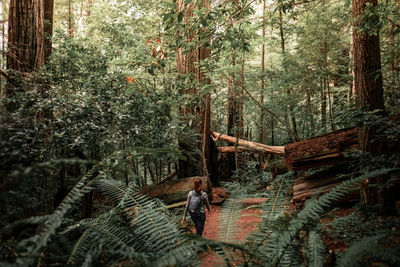 Rear view of woman amidst trees in forest