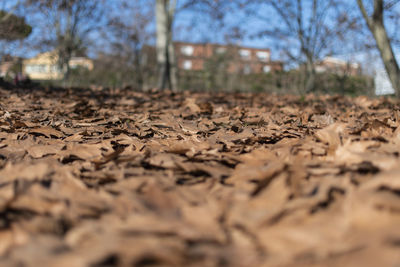 Surface level of dry leaves on field