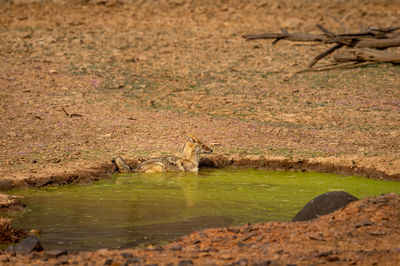 View of a bird drinking water