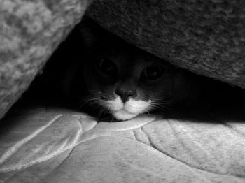 Close-up portrait of a cat