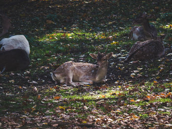 View of deer in sunlight