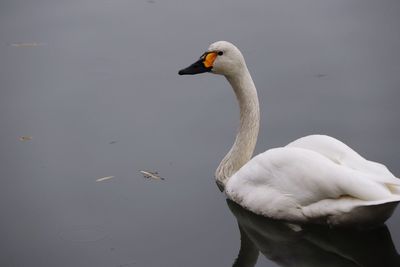 Swan swimming in lake