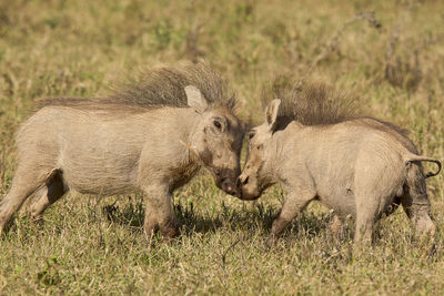 Two warthogs on field