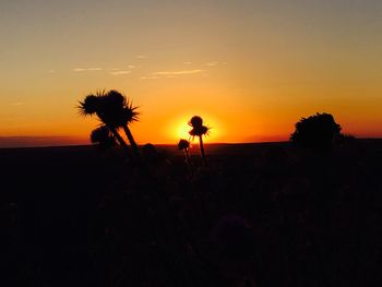 Silhouette palm trees at sunset