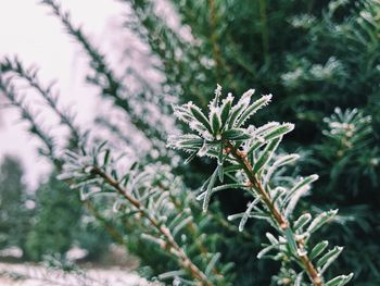 Close-up of pine tree in snow