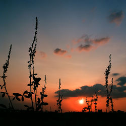 Silhouette plants against sky during sunset