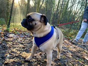 Dog looking away in forest