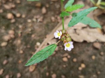 Close-up of flowering plant