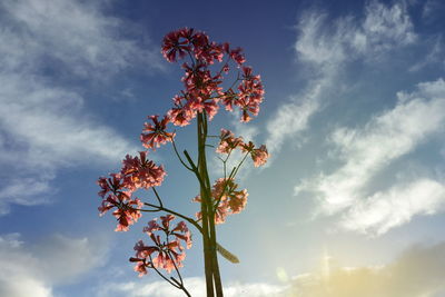 sky