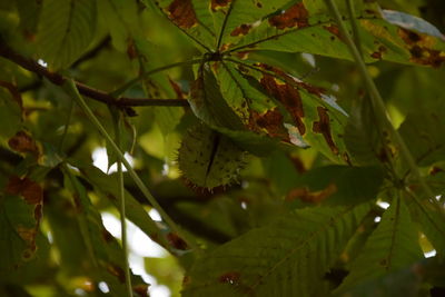 Close-up of green leaves