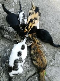 High angle view of dogs relaxing outdoors