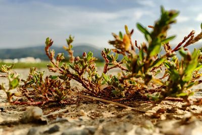 Close-up of plants against sky