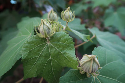 Close-up of flowering plant