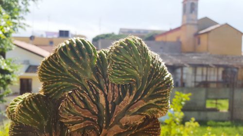 Close-up of succulent plant against building