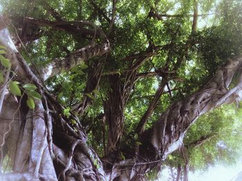 Low angle view of trees in forest