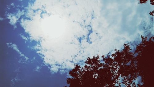 Low angle view of trees against sky
