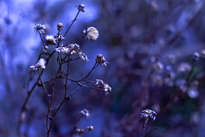 Close-up of flower tree against sky