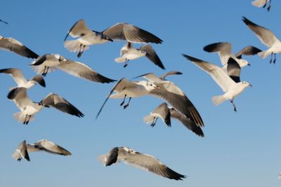 Low angle view of seagulls flying against clear sky