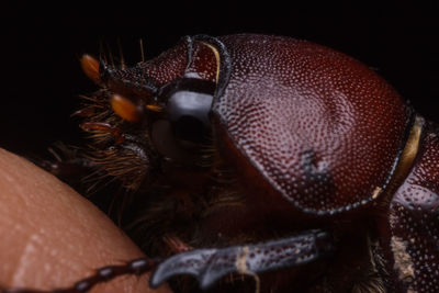 Close-up of fly