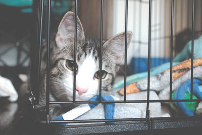 Portrait of cat in cage