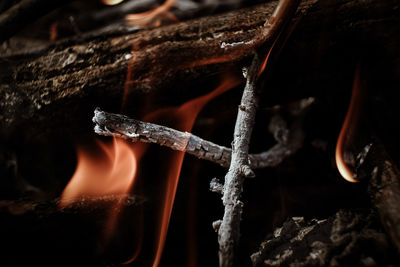 Close-up of burning firewood at campsite