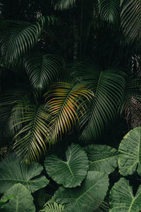 High angle view of palm tree leaves