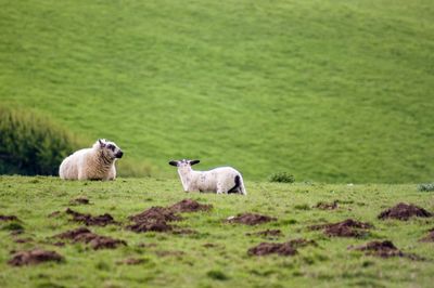 Sheep on green field