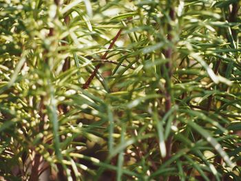 Full frame shot of plants