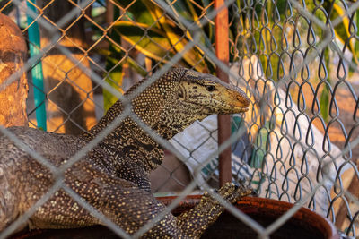 Close-up of lizard in cage at zoo