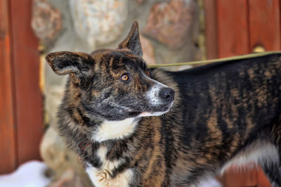 Close-up of a dog looking away