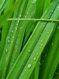 Full frame shot of wet green leaves during rainy season