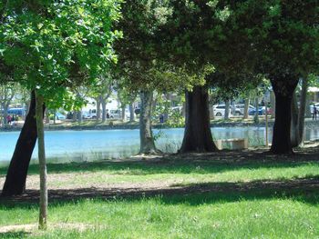 Trees in park