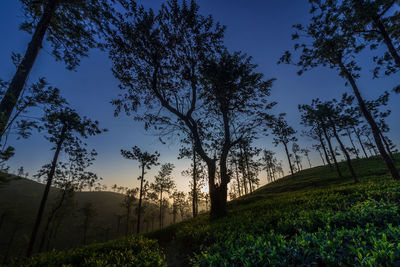 Low angle view of trees on field against sky